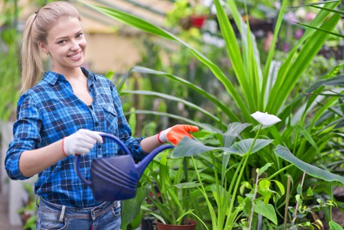 Professional hedge trimming for a neat Bellingham landscape