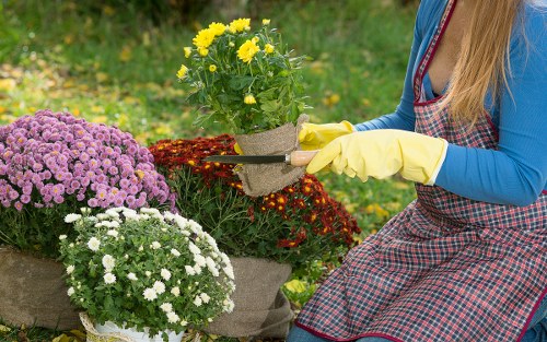Healthy Pacific Northwest garden in Bellingham with mulched beds and trimmed greenery