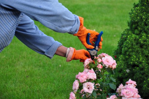 Professional tree pruning and removal equipment in Bellingham