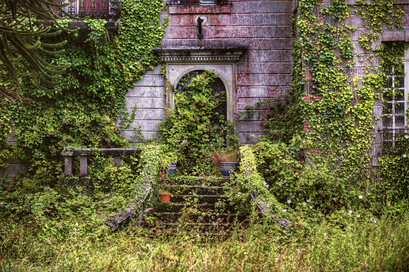 garden backyard